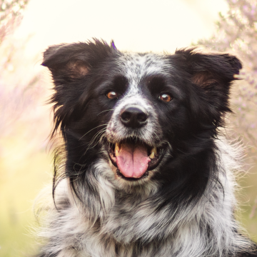 Rosie